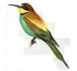 Merops apiaster