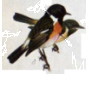 Saxicola torquata