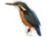 Alcedo atthis