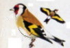 Carduelis carduelis