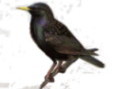 Sturnus vulgaris