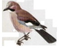  Garrulus glandarius