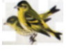 Carduelis spinus