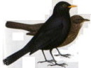 Turdus merula