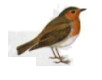  Erithacus rubecula