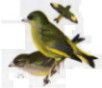 Carduelis chloris