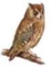 Otus scops