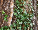 Heura que s'enfila per la soca d'un arbre