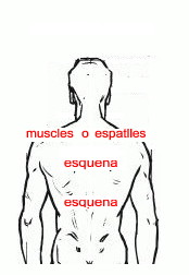 Espatlla, muscle, esquena